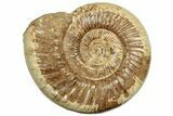 Polished Jurassic Ammonite (Perisphinctes) - Madagascar #217112-1